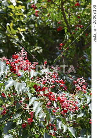 ゴンズイの実 26003108