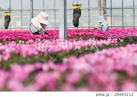 ガーデンシクラメン農家 26003212