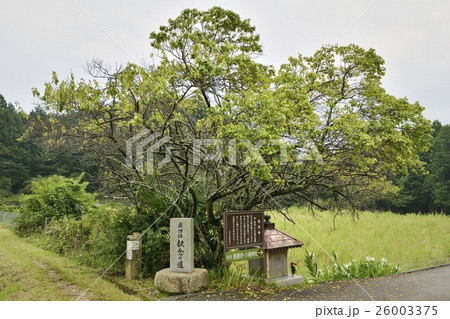 鶯宿梅　高天彦神社　葛城古道 26003375