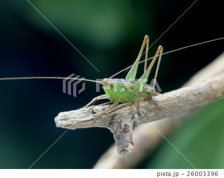 生物 クリーチャー 生き物 26003396