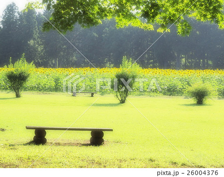 ひまわり畑 26004376