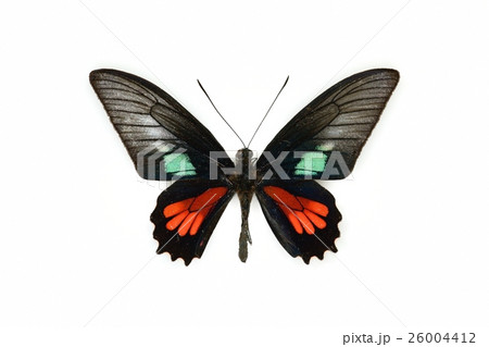 蝶標本 ホソバマエモンジャコウアゲハ ♂の写真素材 [26004412] - PIXTA