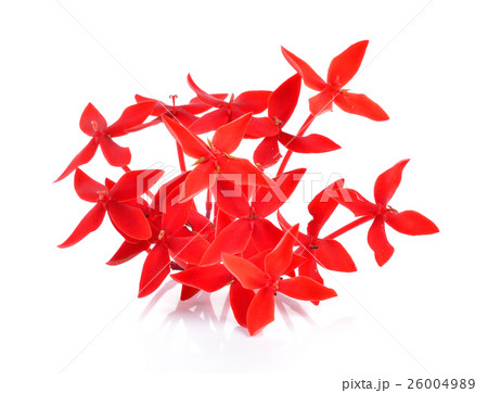 Red ixora over white background 26004989