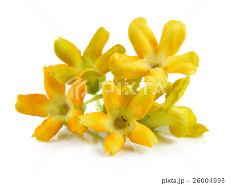 Cowslip creeper on white background 26004993