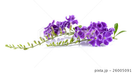 Purple flowers on white background 26005091