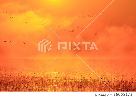 宮城県栗原市　伊豆沼の朝 26005172