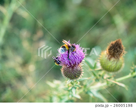 Close-up bumblebee on a thistle flower. Close-up bumblebee on a thistle flower. 26005198