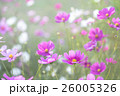 コスモス 26005326