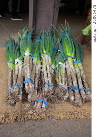 ネギ 26005478
