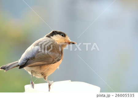 ヤマガラの幼鳥 26005535