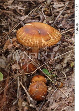 食べては危険かも知れないキノコ 26006837