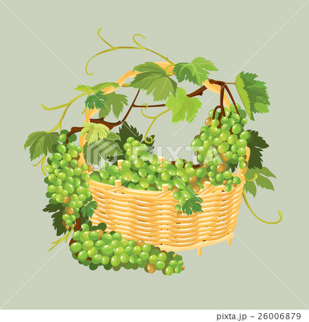 Bunches of fresh grapes in the basket のイラスト素材 [26006879