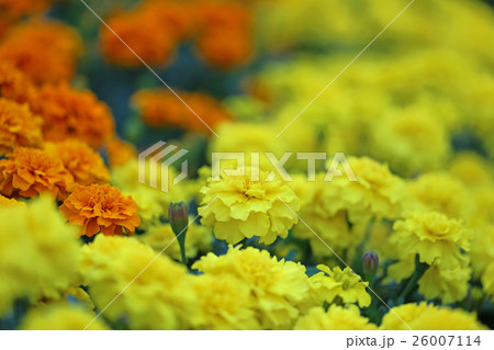 マリーゴールド 26007114