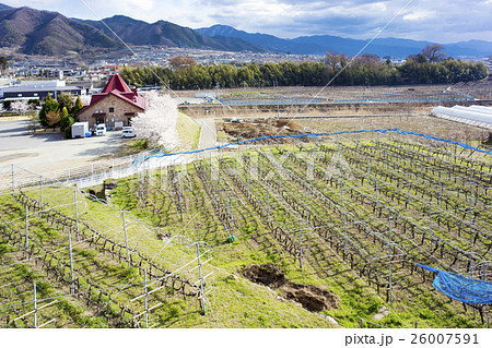 山梨県勝沼のぶどう畑の写真素材