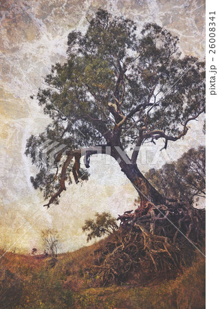 Grunge textured beautiful scary old tree 26008341
