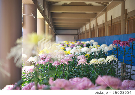 菊まつりでたくさんの菊が並ぶ湯島天神 26008654