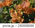 鮮やかなオレンジ色のブーゲンビレア 26008686