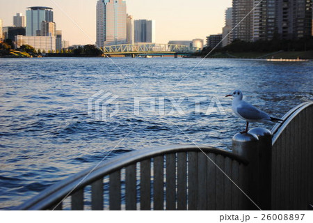 隅田川のカモメ 26008897