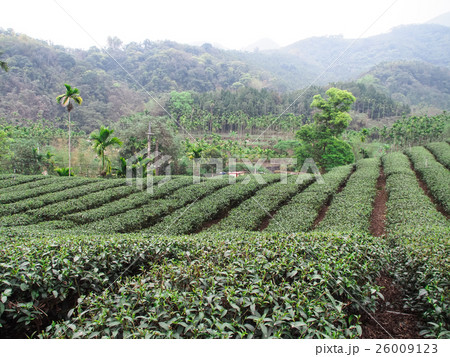 茶畑 紅茶農園 茶園 26009123