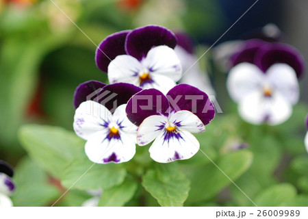 ビオラ ビオラ 26009989