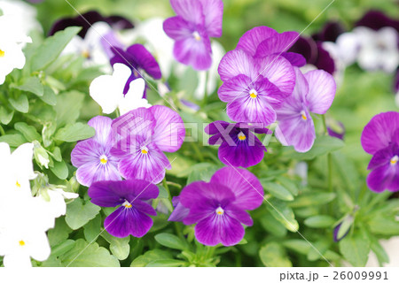 ビオラ ビオラ 26009991