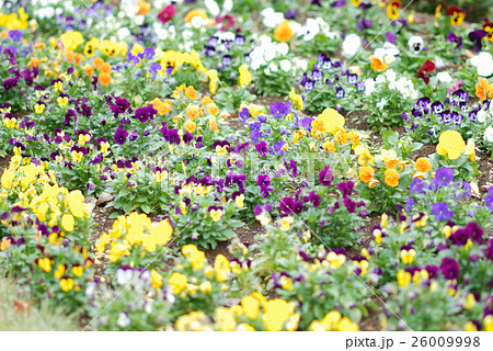 ビオラ ビオラ 26009998