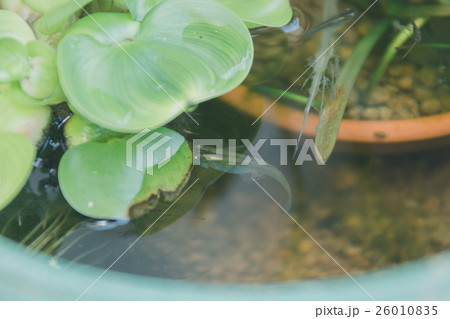 Fun summer holidays 26010835