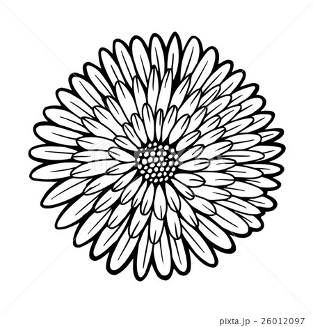 beautiful monochrome chrysanthemum isolated beautiful monochrome chrysanthemum isolated 26012097