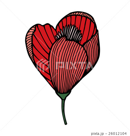 beautiful red flower isolated 26012104