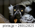エリマキキツネザル 26012825
