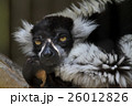 エリマキキツネザル 26012826
