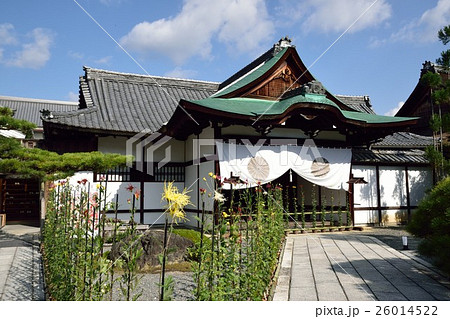 大覚寺　嵯峨菊 26014522