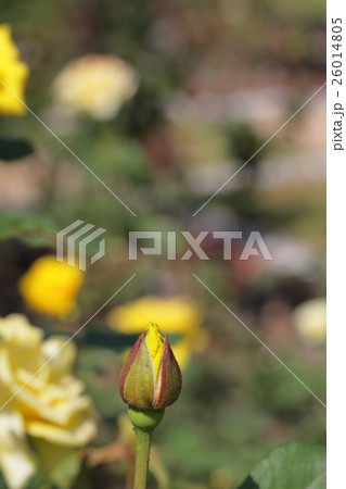 ヘンリーフォンダ・バラの花の蕾 26014805