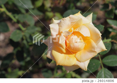 マリリンモンロー・バラの花と朝露 26014806