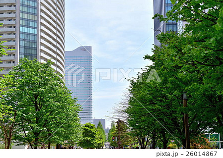 みなとみらいオフィスビルと緑の街路樹 26014867