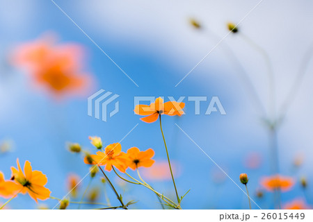 コスモス 26015449