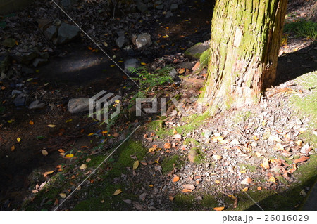 尾張高野山宗 岩屋寺 尾張高野山宗 岩屋寺 26016029