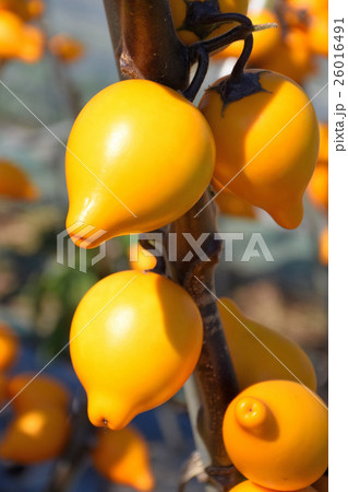 カナリヤナス カナリヤナス 26016491