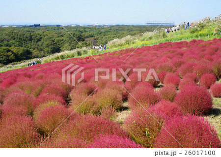 コキアの紅葉 26017100