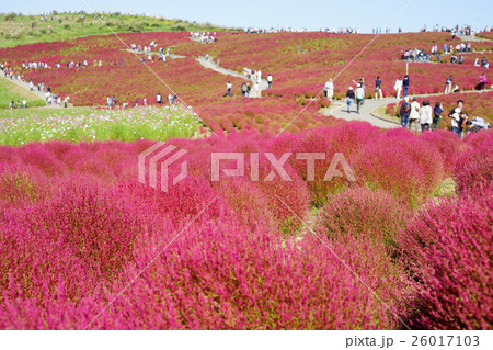 コキアの紅葉 26017103