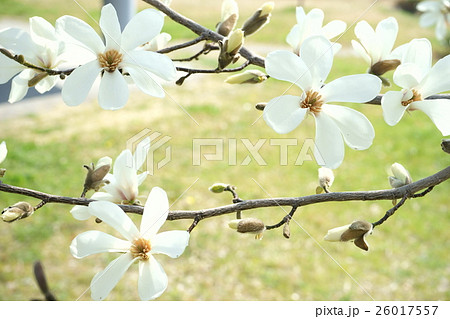 早春の花・コブシ7 早春の花・コブシ7 26017557