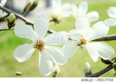 早春の花・コブシ８ 26017558