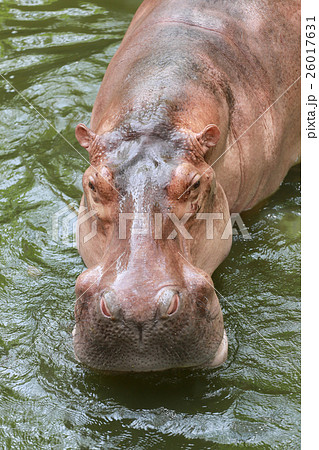 hippopotamus to soaking water. hippopotamus to soaking water. 26017631