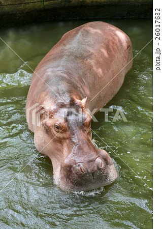 hippopotamus to soaking water. 26017632