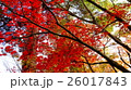 京都の紅葉 京都の紅葉 26017843