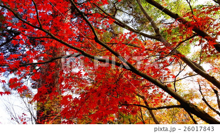 京都の紅葉 26017843