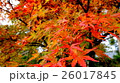 京都の紅葉 京都の紅葉 26017845