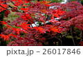 京都の紅葉 京都の紅葉 26017846