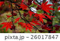 京都の紅葉 京都の紅葉 26017847