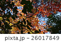 京都の紅葉 京都の紅葉 26017849
